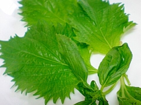 しなびた葉野菜ハーブがシャキッと復活 大葉 バジル レシピ 作り方 By はちわれ413 楽天レシピ しなびた葉野菜ハーブがシャキッと復活 大葉 バジル レシピ 作り方 By はちわれ413 楽天レシピ